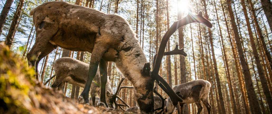 4-day Autumn Holiday Package at Silver Birch Resort in Rovaniemi, Finland