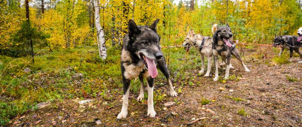 5-day Autumn Holiday Package at Silver Birch Resort in Rovaniemi, Finland