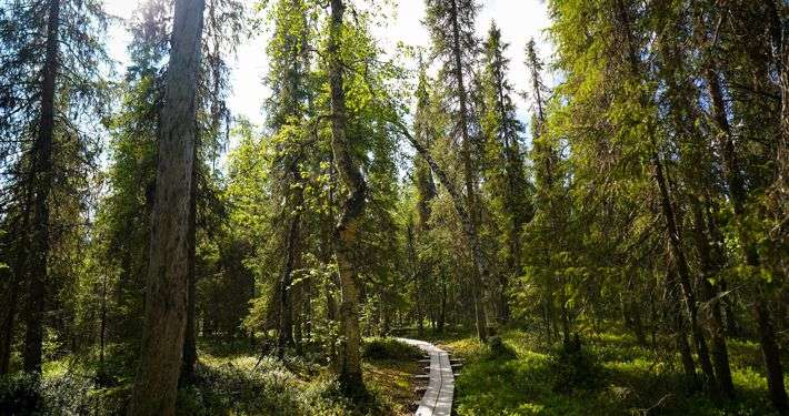 Spring Packages at Silver Birch Resort in Rovaniemi, Finland